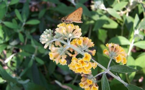 'Honeycomb' Yellow Butterfly Bush - 1 Gallon Pot - Perennial ...