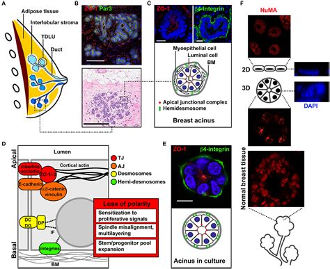 Frontiers Radial Profile Analysis Of Epithelial Polarity In Breast