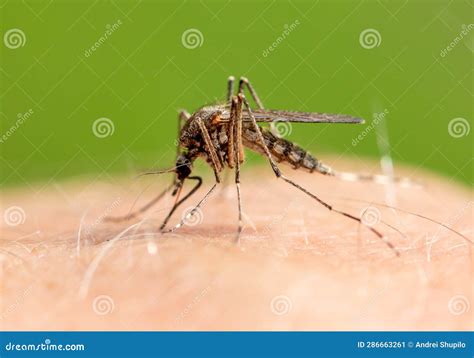 The Mosquito Sits on Human Skin and Bites. Stock Image - Image of pain ...