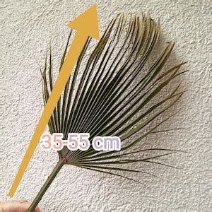 Dried Sun Palm Leaves St Green Organic Tropical Fan Palm Leaf