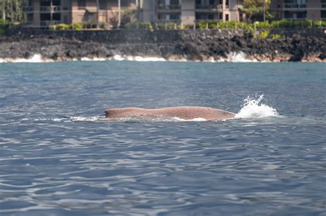 Against All Odds: Humpback Whale Completes Migration to Kona — Hawaiian ...