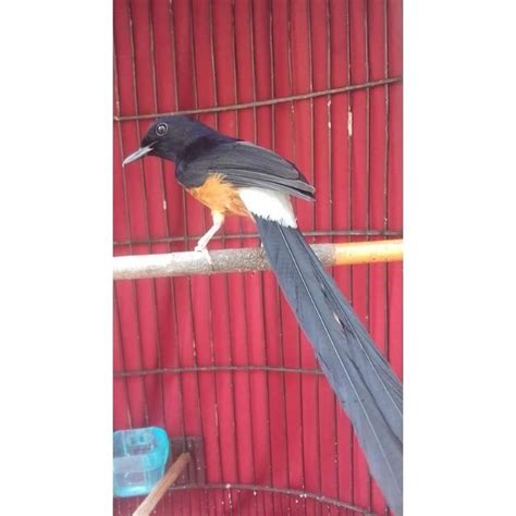 Jual Burung Murai Batu Medan Jantan Gacoran Fighter Prospek Shopee