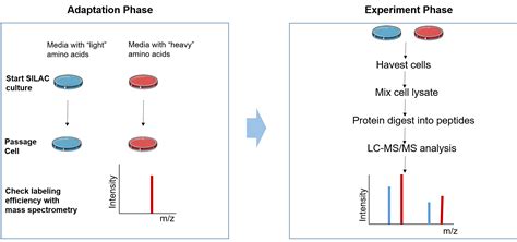 Stable Isotope Labeling Using Amino Acids In Cell Culture Silac