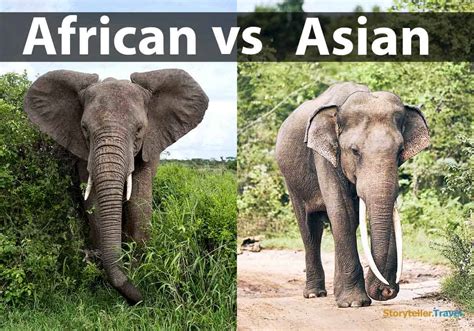 African vs Asian Elephants: 14 Key Differences Compared | Storyteller Travel