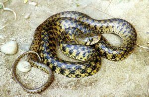 Snakes Of Chennai City Bay Of Life