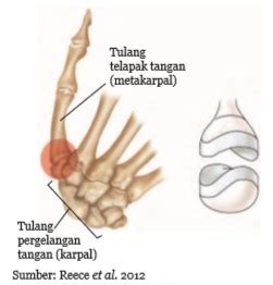 Detail Contoh Sendi Pelana Terdapat Diantara Tulang Koleksi Nomer 17