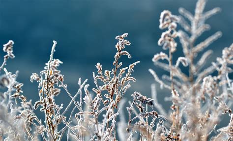 Quelles sont les plantes qui résistent au froid