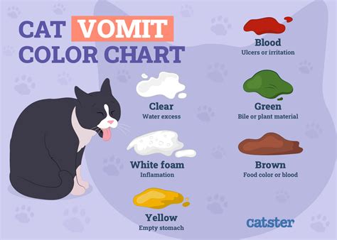 How To Tell If My Cat Is Sick 24 Vet Approved Signs Catster