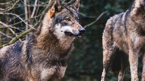 Diferencias Entre Perros Y Lobos