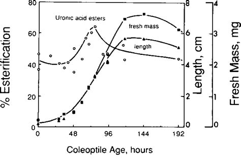 Coleoptile | Semantic Scholar