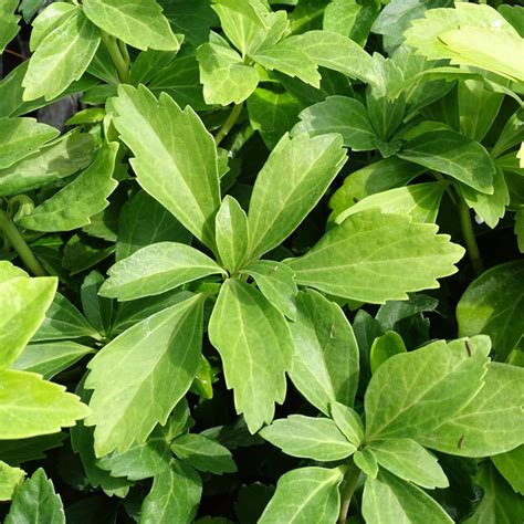 Pachysandra Terminalis Un Couvre Sol Persistant Pour L Ombre