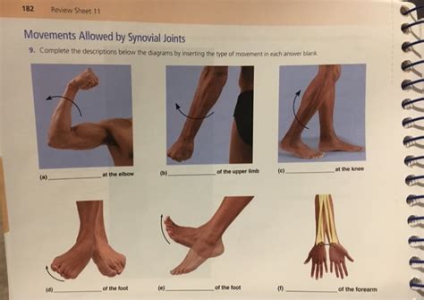 Solved Review Sheet Movements Allowed By Synovial Chegg