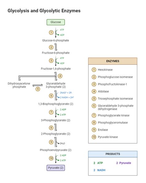 Glycolysis and Glycolytic Enzymes | BioRender Science Templates