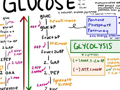 Mcat Comprehensive Biochemistry Metabolic Pathway Study Guide Etsy