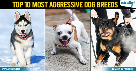 Top 10 Most Aggressive Dog Breeds - Wirally