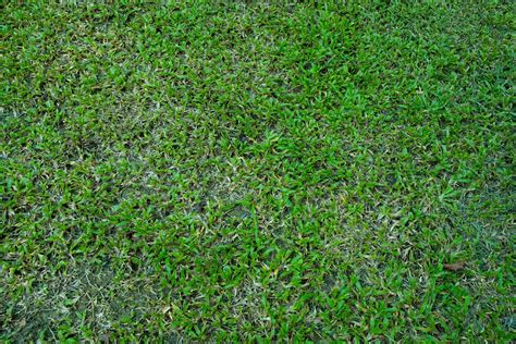 Top view natural real grass field background texture, shot from above. abstract background ...