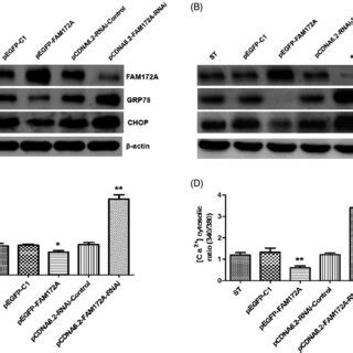 Tunicamycininduced Process Of The Endoplasmic Reticulum ER Stress In