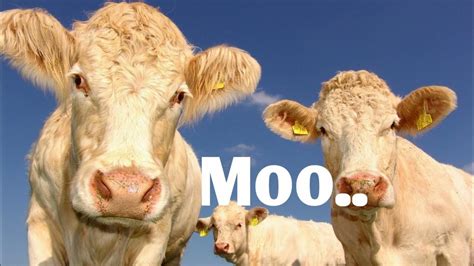 Cow Moo Sound Cow Sound Effect Cow Maa Sound Youtube