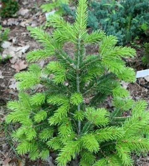 Пихта и веники из пихты | Festima.Ru - Мониторинг объявлений