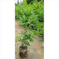 Green Madhumalti Plant At Best Price In Jyotiba Phule Nagar Uttar