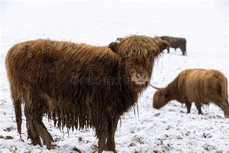 Herd Of Scottish Highland Cattle In Winter In Mud And Snow Outside In