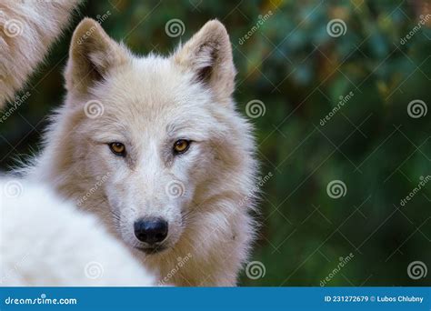 Arctic Wolf Canis Lupus Arctos Also Known As The White Wolf Or Polar