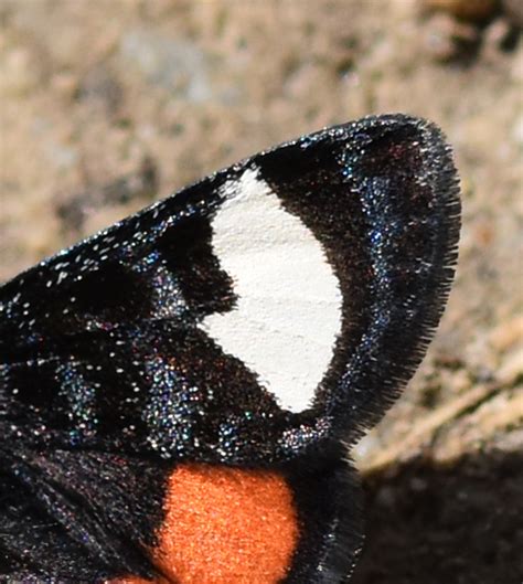 Whats This Tiny Black Moth With Two Bold White Bars And A Rusty Orange