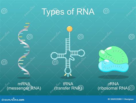 Types of RNA stock vector. Illustration of difference - 306922080