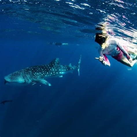 Deluxe Whaleshark Swim Ningaloo Reef Western Australia Australian