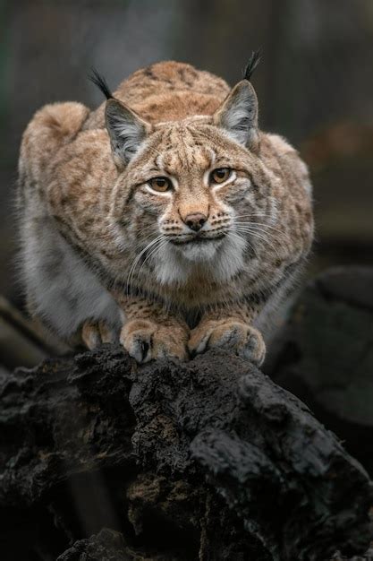 Premium Photo | Eurasian lynx