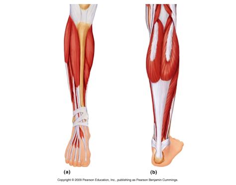 Lower Leg/ Ankle/ Foot Muscles — Printable Worksheet