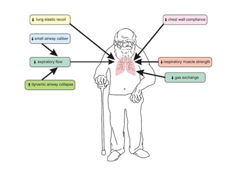 Schematization Of The Main Alterations In The Respiratory System Of The