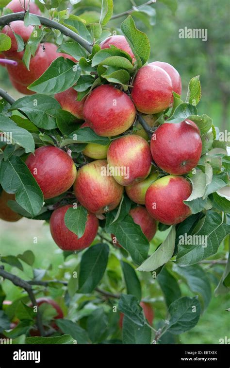 Apple Tree Malus Domestica Pilot Malus Domestica Pilot Cultivar