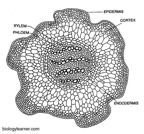 Lycopodium Stem Cortex