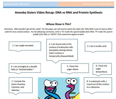 Amoeba Sisters Mitosis Vs Meiosis Answer Key Kami Export