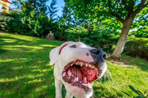 Qu Hacer Con Un Perro Agresivo Trucos Y Consejos