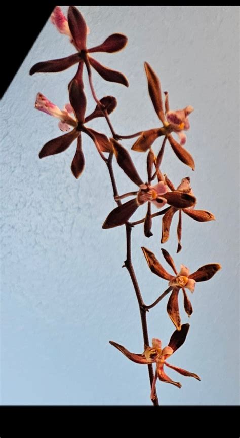 Encyclia Newberry Dark Stars Houston Orchid Society Conservation