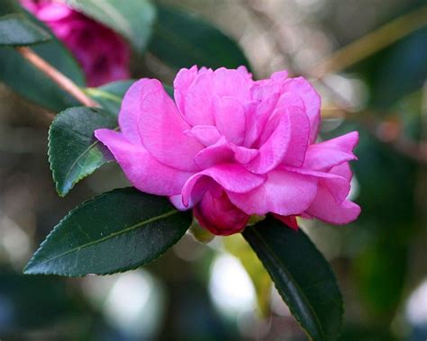 Pink Camelia Flower Shrub · Free photo on Pixabay