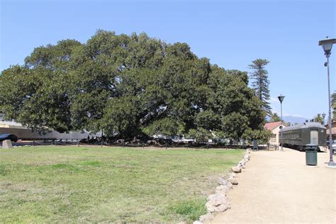 Moreton Bay Fig Tree - Santa Barbara Parks