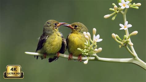 🕊️ Beautiful Birds Chirping Sounds Of The Wild 🐥 Relaxing Nature 🌿