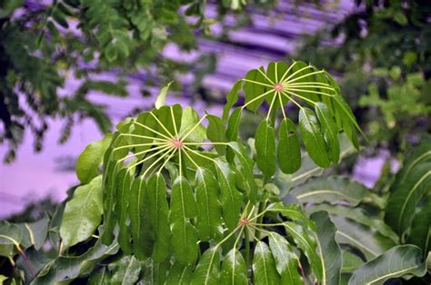 How To Care For An Umbrella Tree Hunker