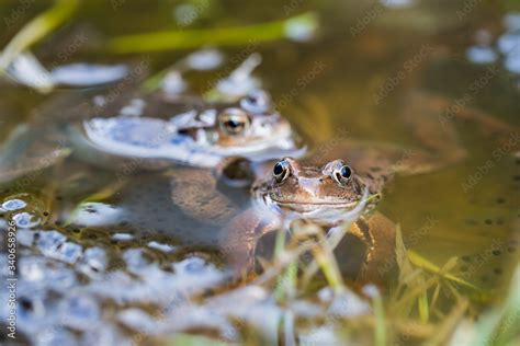 Frösche im Teich Stock Photo Adobe Stock