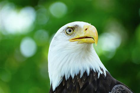 Bald Eagle Portrait Photograph By Karen Kaspar Pixels