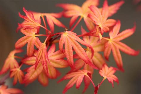 Acer Palmatum Coral Magic Japanese Maple Japanese Maple Shade Annuals Acer Palmatum