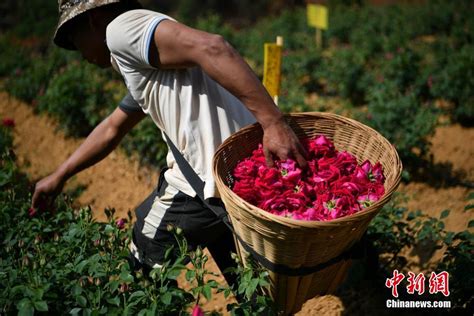 云南安宁食用玫瑰进入采摘季