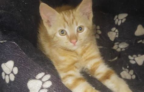 Sex Kettlingum Hent Eins Og Hverjum Rum Rgangi Dv