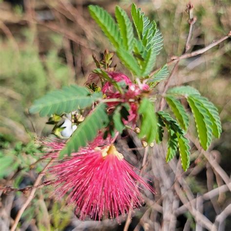 Sierra Star Calliandra Desert Shade Nursery