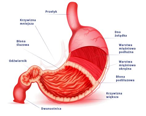 Budowa i funkcje żołądka Polprazol