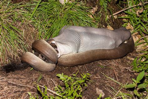 Python Swallows Crocodile Whole Photographer Captures Every Last