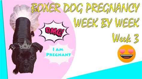 Boxer Dog Pregnancy Week By Week Week 3 Youtube